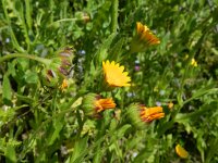 Calendula arvensis 38, Akkergoudsbloem, Saxifraga-Rutger Barendse