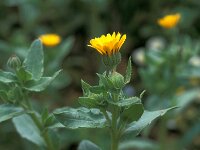 Calendula arvensis 5, Akkergoudsbloem, Saxifraga-Jan van der Straaten
