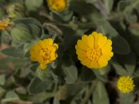 Calendula arvensis 9, Akkergoudsbloem, Saxifraga-Willem van Kruijsbergen
