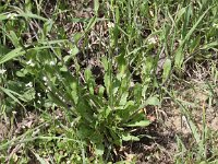 Calepina irregularis 10, Kalkraket, Saxifraga-Peter Meininger