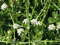 Calepina irregularis 11, Kalkraket, Saxifraga-Jasenka Topic