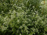 Calepina irregularis 16, Kalkraket, Saxifraga-Ed Stikvoort