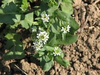 Calepina irregularis 9, Kalkraket, Saxifraga-Jasenka Topic