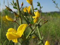 Calicotome spinosa 3, Saxifraga-Rutger Barendse