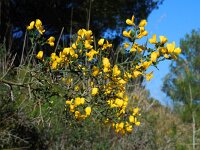 Calicotome spinosa 4, Saxifraga-Ed Stikvoort