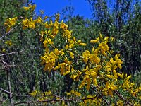 Calicotome spinosa 6, Saxifraga-Hans Grotenhuis