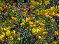 Calicotome spinosa 9, Saxifraga-Hans Grotenhuis