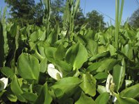 Calla palustris 10, Slangenwortel, Saxifraga-Rob Felix : Plantae, Plants, Project Natuurbalans, planten