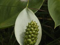Calla palustris 11, Slangenwortel, Saxifraga-Jan van der Straaten