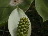 Calla palustris 12, Slangenwortel, Saxifraga-Jan van der Straaten