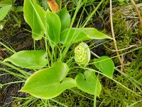 Calla palustris 13, Slangenwortel, Saxifraga-Rutger Barendse