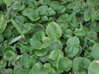 Calla palustris 14, Slangenwortel, Saxifraga-Rutger Barendse