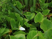 Calla palustris 16, Slangenwortel, Saxifraga-Hans Boll