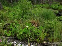 Calla palustris 21, Slangenwortel, Saxifraga-Hans Boll