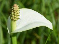 Calla palustris 25, Slangenwortel, Saxifraga-Sonja Bouwman  812. Slangenwortel - Calla palustris - Araceae familie (i) Westbroekse Zodden, Nieuwkoopse Plassen
