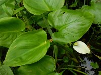 Calla palustris 27, Slangenwortel, Saxifraga-Ed Stikvoort