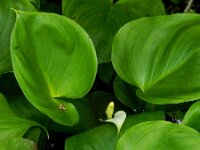 Calla palustris 28, Slangenwortel, Saxifraga-Ed Stikvoort