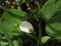 Calla palustris 3, Slangenwortel, Saxifraga-Rutger Barendse