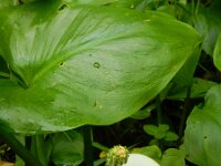 Calla palustris 31, Slangenwortel, Saxifraga-Ed Stikvoort