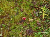 Calla palustris 32, Slangenwortel, Saxifraga-Hans Grotenhuis