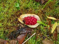 Calla palustris 33, Slangenwortel, Saxifraga-Hans Grotenhuis
