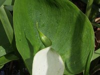 Calla palustris 4, Slangenwortel, Saxifraga-Rutger Barendse