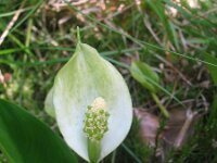 Calla palustris 5, Slangenwortel, Saxifraga-Jasenka Topic