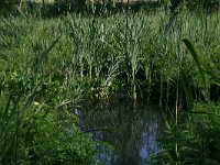 Calla palustris 6, Slangenwortel, Saxifraga-Hans Boll