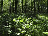 Calla palustris 7, Slangenwortel, Saxifraga-Rob Felix : Plantae, Plants, Project Natuurbalans, planten