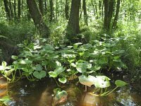 Calla palustris 8, Slangenwortel, Saxifraga-Rob Felix : Plantae, Plants, planten