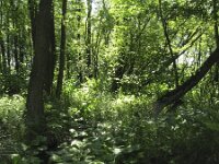 Calla palustris 9, Slangenwortel, Saxifraga-Rob Felix : Plantae, Plants, planten