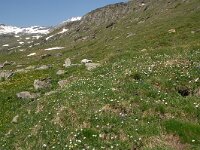 Callianthemum coriandrifolium 2, Saxifraga-Harry Jans