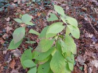 Callicarpa bodinieri 2, Saxifraga-Rutger Barendse