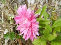 Callistephus chinensis 5, Saxifraga-Rutger Barendse