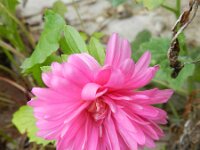 Callistephus chinensis 6, Saxifraga-Rutger Barendse