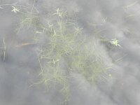 Callitriche brutia 2, Haaksterrenkroos, Saxifraga-Rutger Barendse
