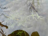 Callitriche brutia 4, Haaksterrenkroos, Saxifraga-Rutger Barendse