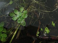 Callitriche obtusangula 1, Stomphoekig sterrenkroos, Saxifraga-Rutger Barendse