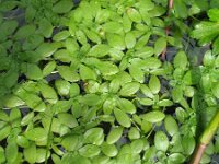 Callitriche obtusangula 2, Stomphoekig sterrenkroos, Saxifraga-Rutger Barendse