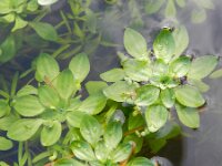 Callitriche obtusangula 5, Stomphoekig sterrenkroos, Saxifraga-Rutger Barendse