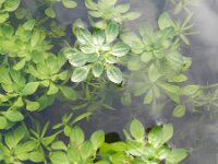 Callitriche obtusangula 6, Stomphoekig sterrenkroos, Saxifraga-Rutger Barendse