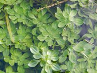 Callitriche obtusangula 7, Stomphoekig sterrenkroos, Saxifraga-Rutger Barendse