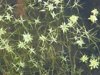 Callitriche palustris 2, Klein sterrenkroos, Saxifraga-Jasenka Topic