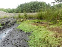 Callitriche stagnalis 6, Gevleugeld sterrenkroos, Saxifraga-Rutger Barendse