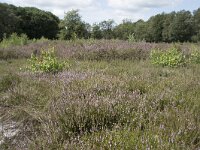 Calluna vulgaris 121, Struikhei, Saxifraga-Willem van Kruijsbergen