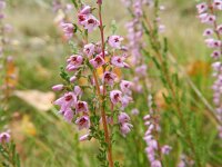 Calluna vulgaris 58, Struikhei, Saxifraga-Rutger Barendse