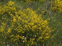 Calycotome infesta 3, Saxifraga-Jan van der Straaten