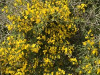 Calycotome infesta 5, Saxifraga-Jan van der Straaten