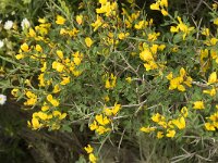 Calycotome infesta 6, Saxifraga-Jan van der Straaten