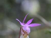 Calypso bulbosa 3, Saxifraga-Dirk Hilbers